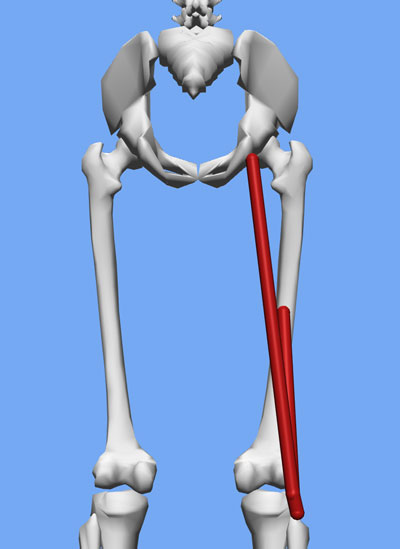 An image of the bicep femoris muscle on an OpenSim skeleton model