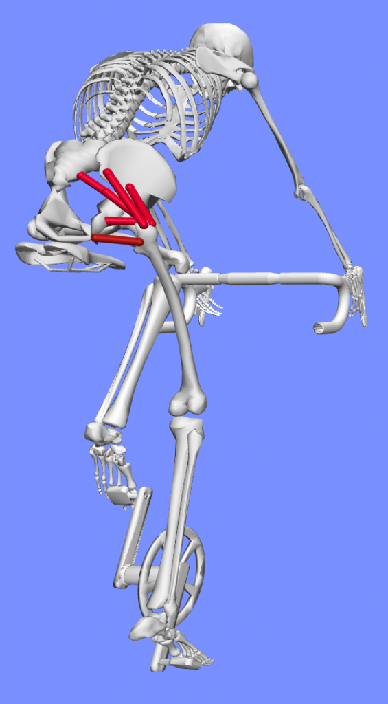 An image of an OpenSim model riding a bike with the external rotators visible