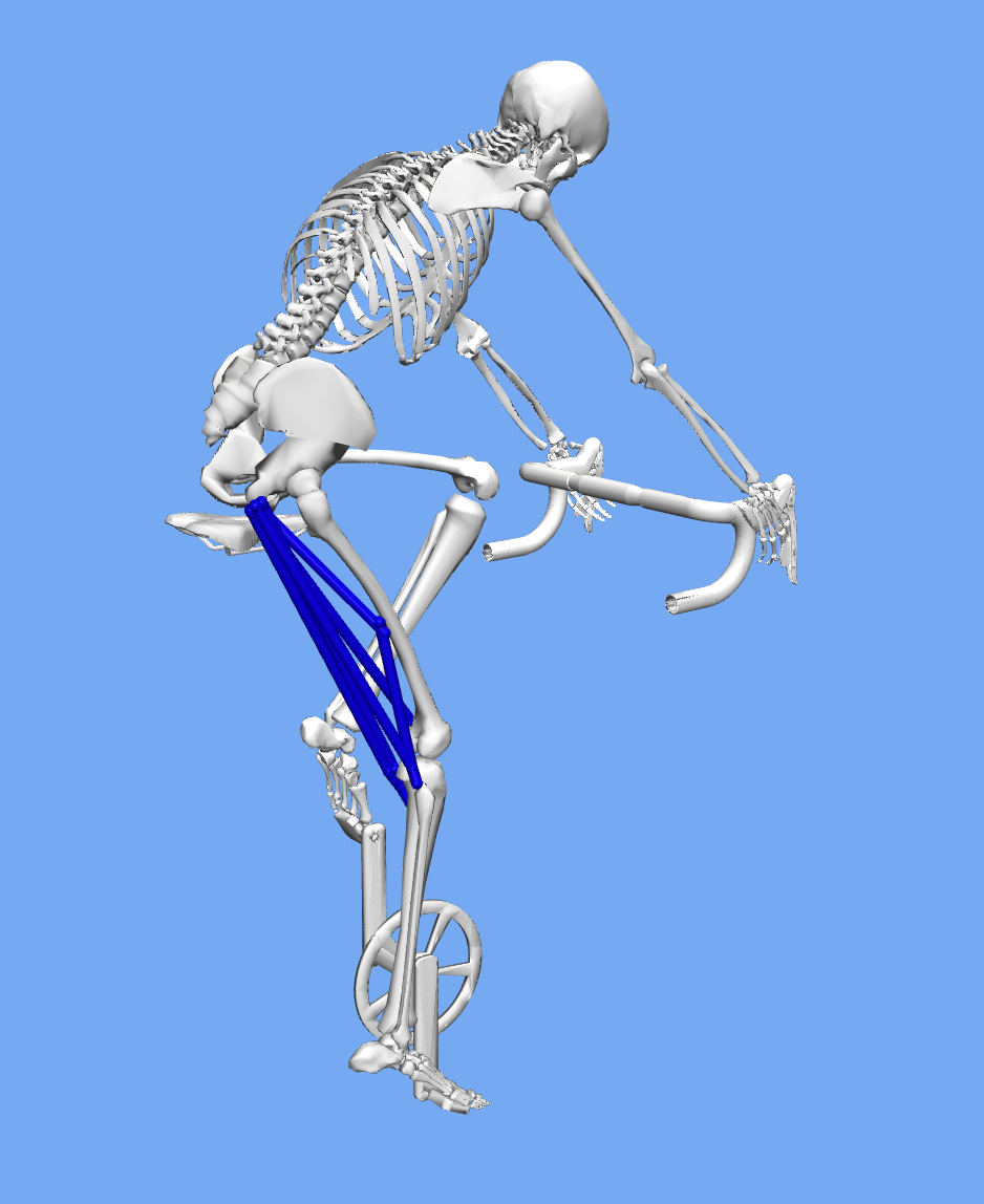 An image of a OpenSim model riding a bike with the hamstring muscles visible