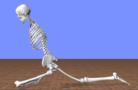 An image of an OpenSim model doing the pigeonPost stretch
