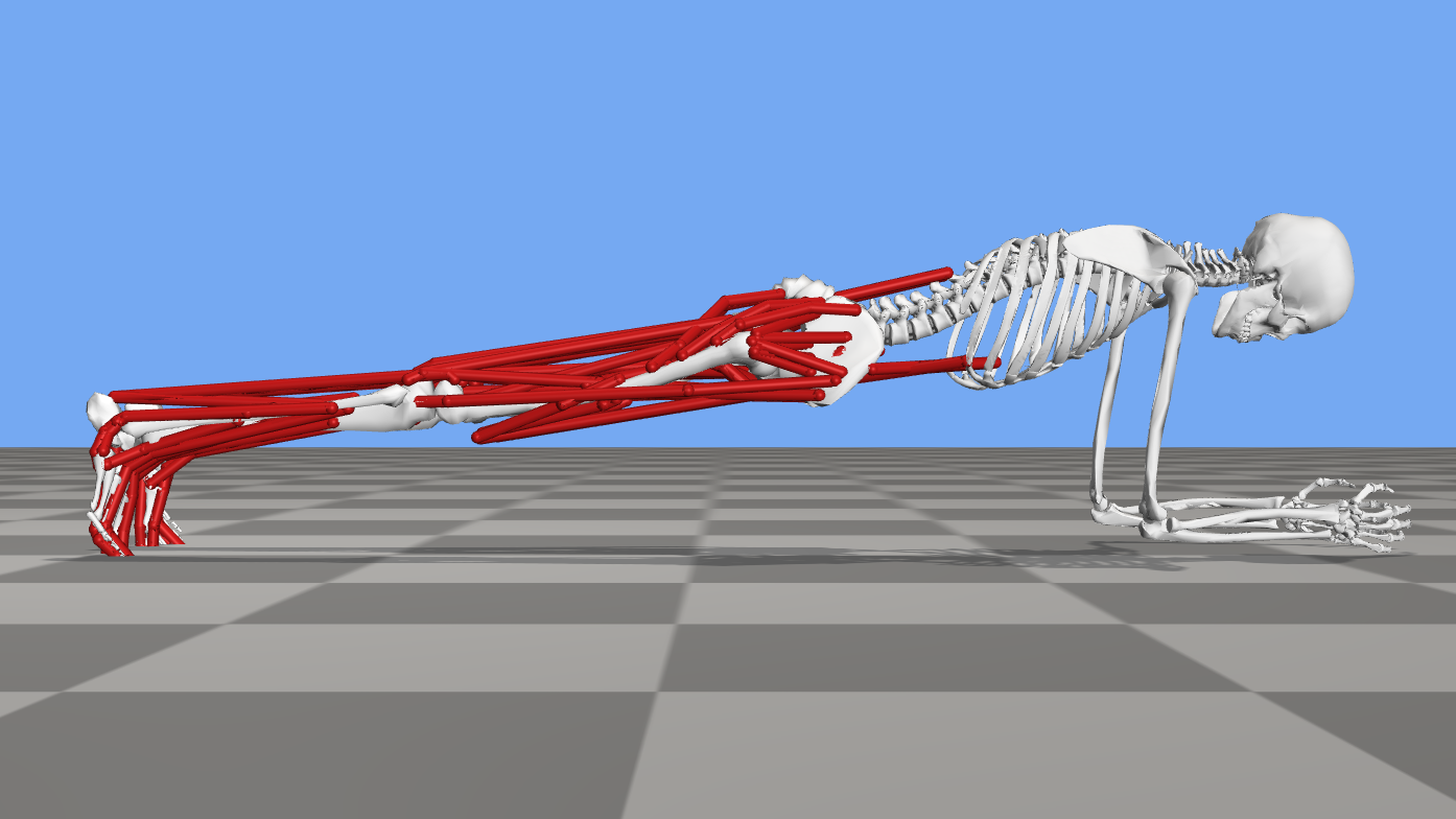 An image of an OpenSim modeling completing a plank exercise.