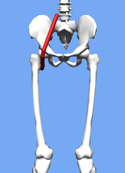 An image of the psoas connecting the femur to the lower spine.