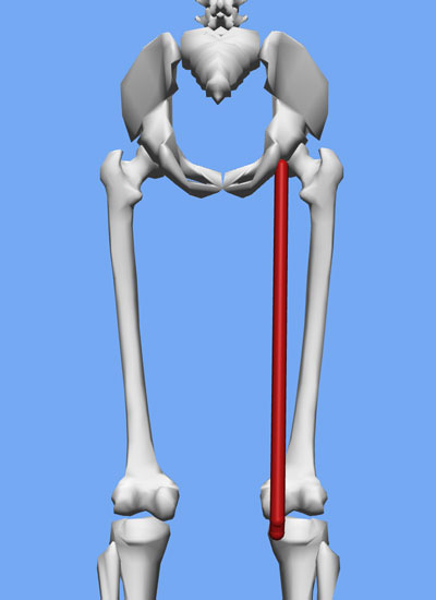 An image of the semimembranosus muscle on an OpenSim skeleton model