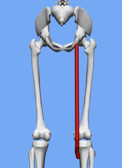 An image of the semitendinosus muscle on an OpenSim model