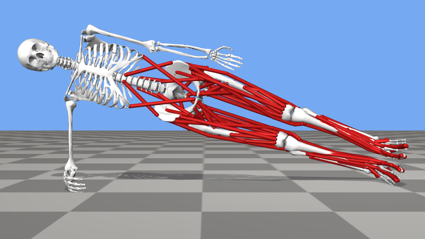 An image of an OpenSim model completing a side plank