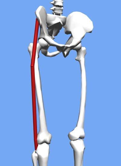 An image of the TFL and IT band connecting the pelvis to below the knee.